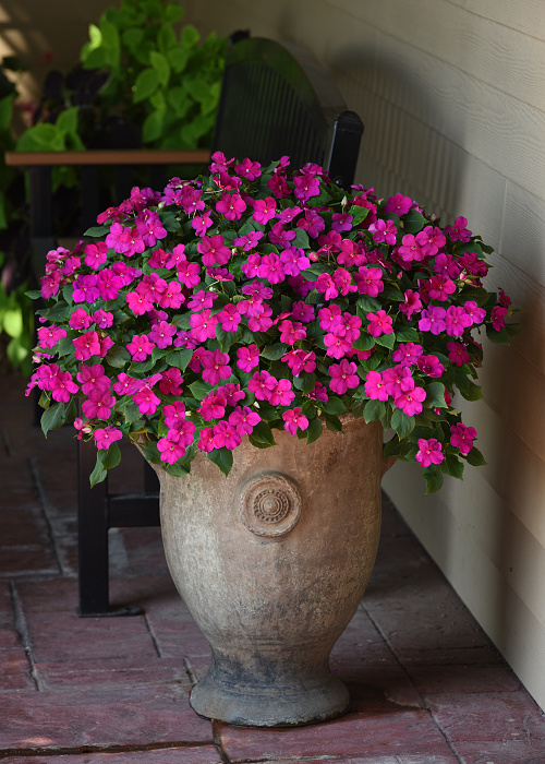 Impatiens walleriana Beacon Violet Shades 1000 semien